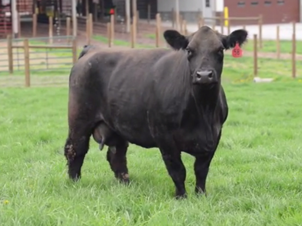 Cow/Calf Pairs for sale at CampbellCo Cattle