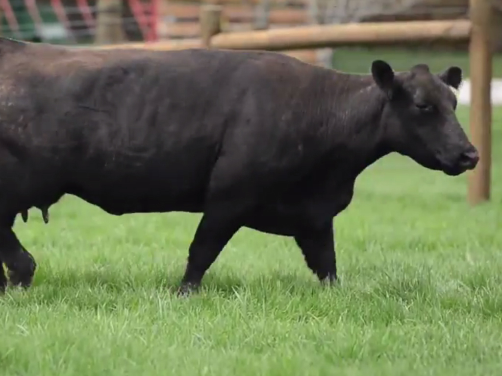 Cow/Calf Pairs for sale at CampbellCo Cattle