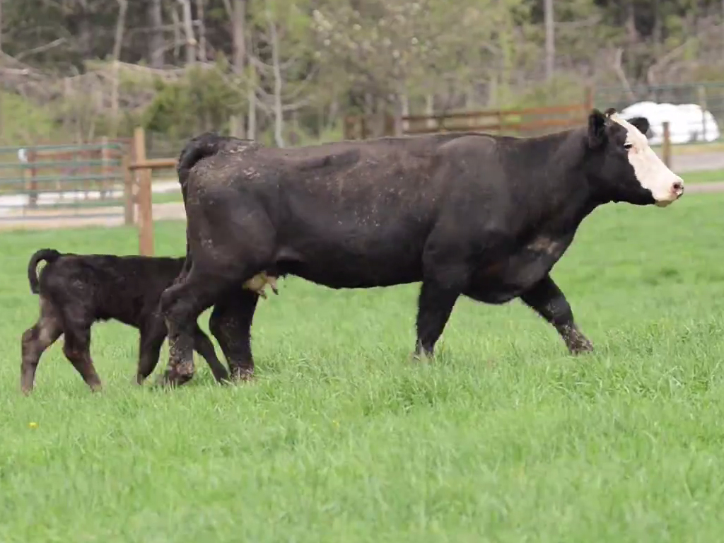 Cow/Calf Pairs for sale at CampbellCo Cattle